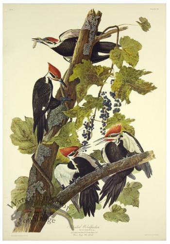 Pileated Woodpecker L.E.